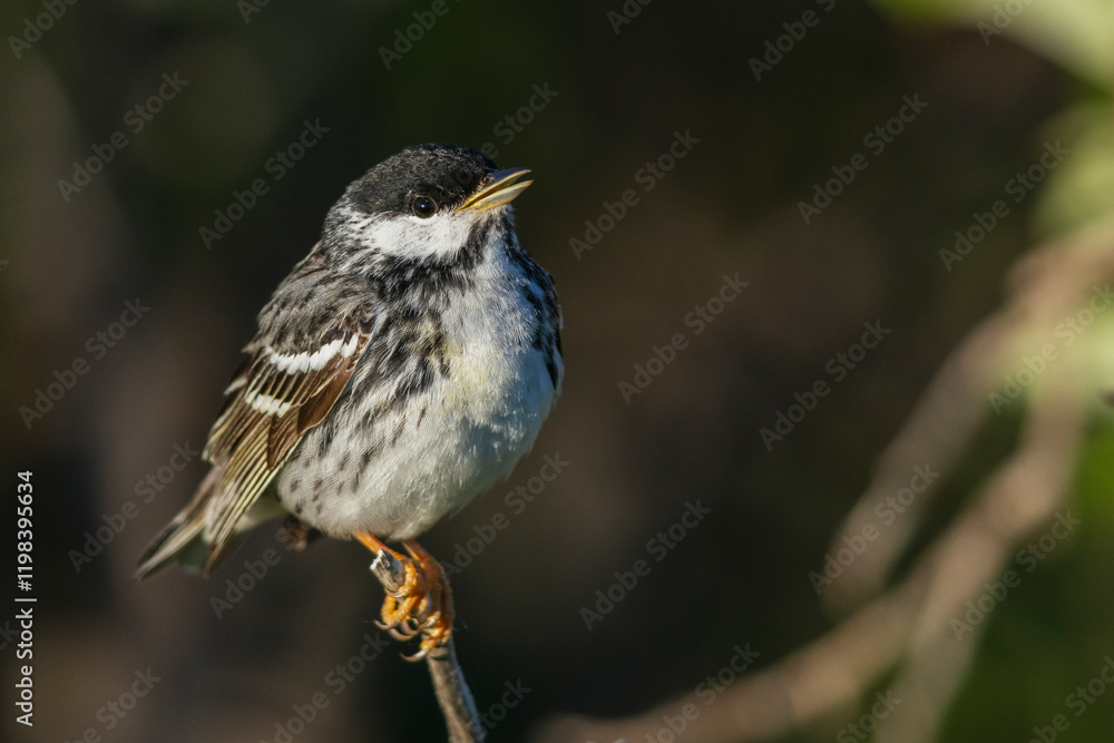 Naklejka premium Blackpoll warbler, whispering song in the arctic tundra, Alaska, USA