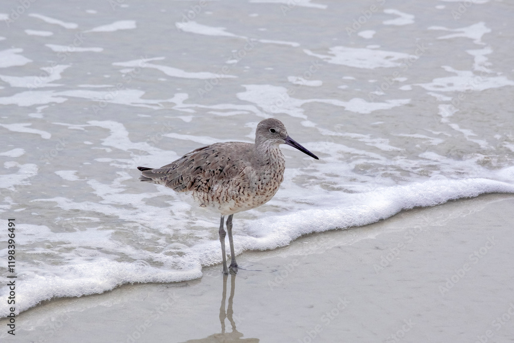 Willet wading on the beach, Florida Willet wading on the beach, Florida
