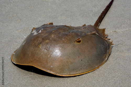 Horseshoe crab photo