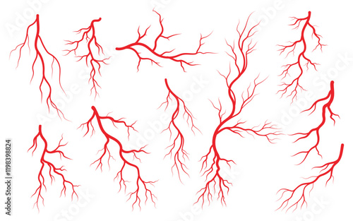 Human veins and arteries illustration