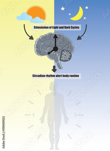 Circadian rhythms are alert body cycles; circadian clocks, or biological clocks, control them. They tell our brain when to sleep, feed, and digest. 