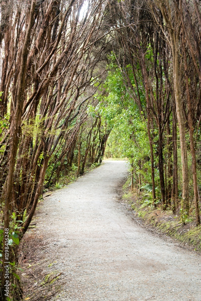 Long Forest Path Lined with Thin Trees in Serene Woodland Long Forest Path Lined with Thin Trees in Serene Woodland