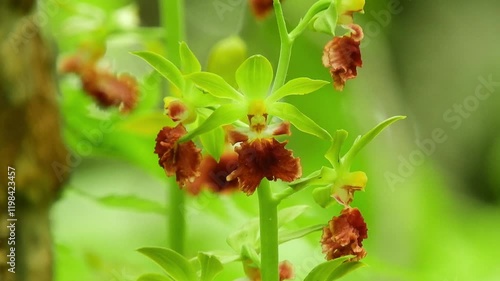 【山野草・ラン】サルメンエビネ（猿面海老根）：Calanthe tricarinata　240520-7
 photo