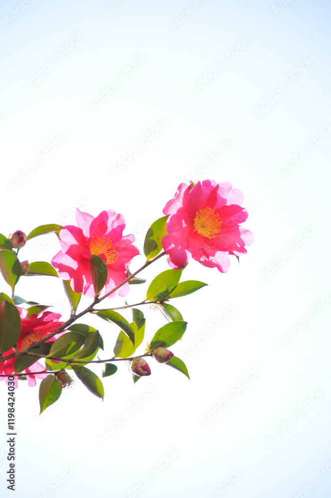 ピンク色の花　