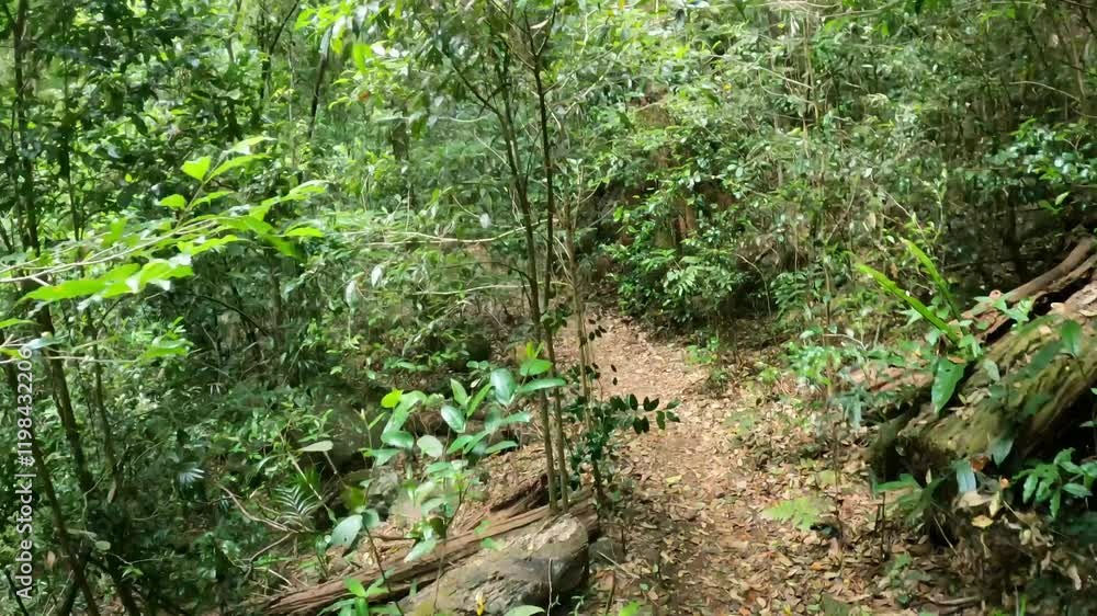 Exploring a Dense Forest Trail Exploring a Dense Forest Trail