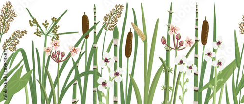 vector seamless pattern with lesser bulrush, reed and flowers, vector drawing wild plants at white background,floral border, hand drawn botanical illustration
