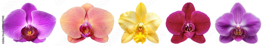 PNG Flower top view, element set on transparent background PNG Flower top view, element set on transparent background