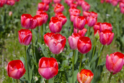 Beautiful tulip flower in the park photo