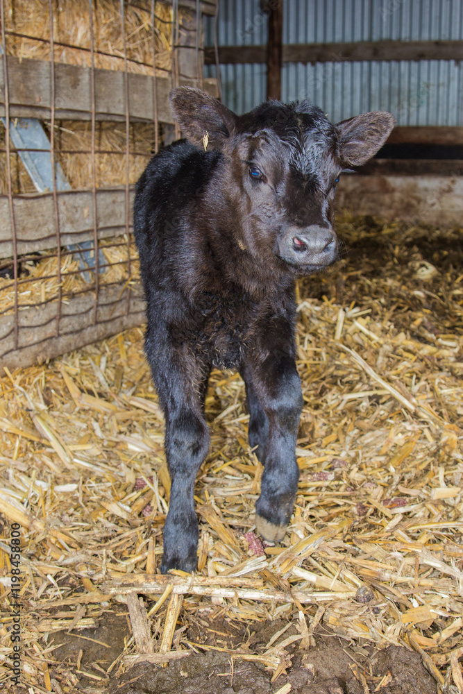Fototapeta premium black angus calf inside a shed