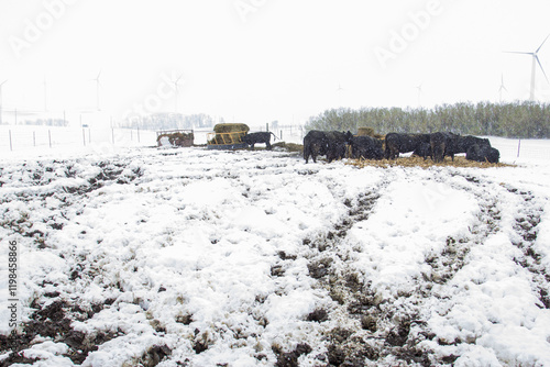 herd of cows in a snowy and muddy cattle yard