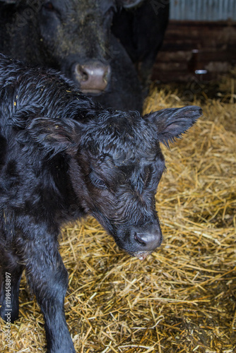 black angus cow and calf