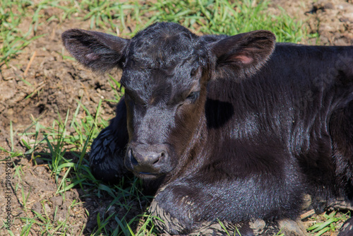 black angus calf