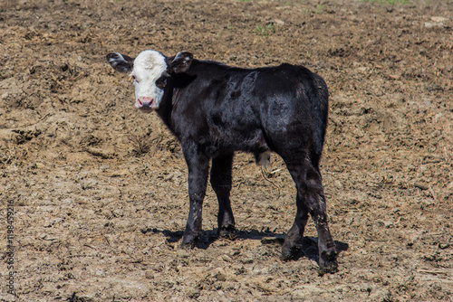 black baldy calf