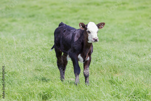 black baldy calf