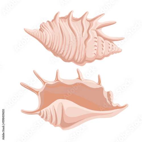 vector drawing sea shell, spider conch, isolated at white background, hand drawn illustration