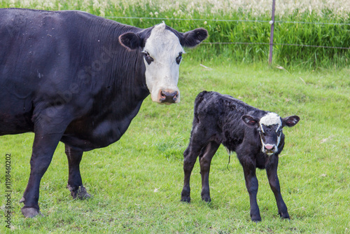 black baldy cow with her calf photo