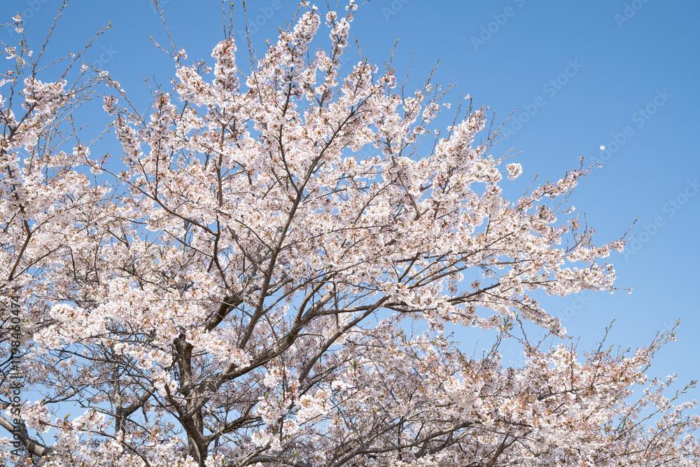 満開の桜 満開の桜