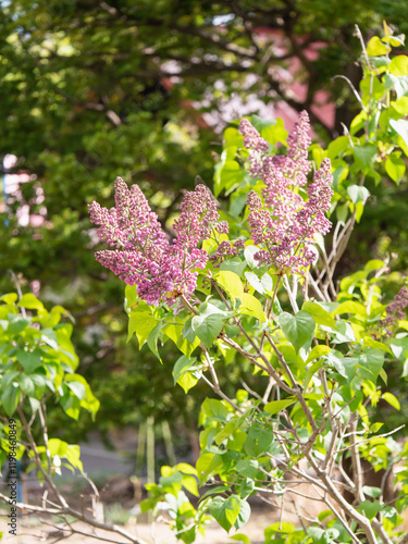 初夏の北海道の風景。明るい屋外で咲いてるライラックの花。 photo