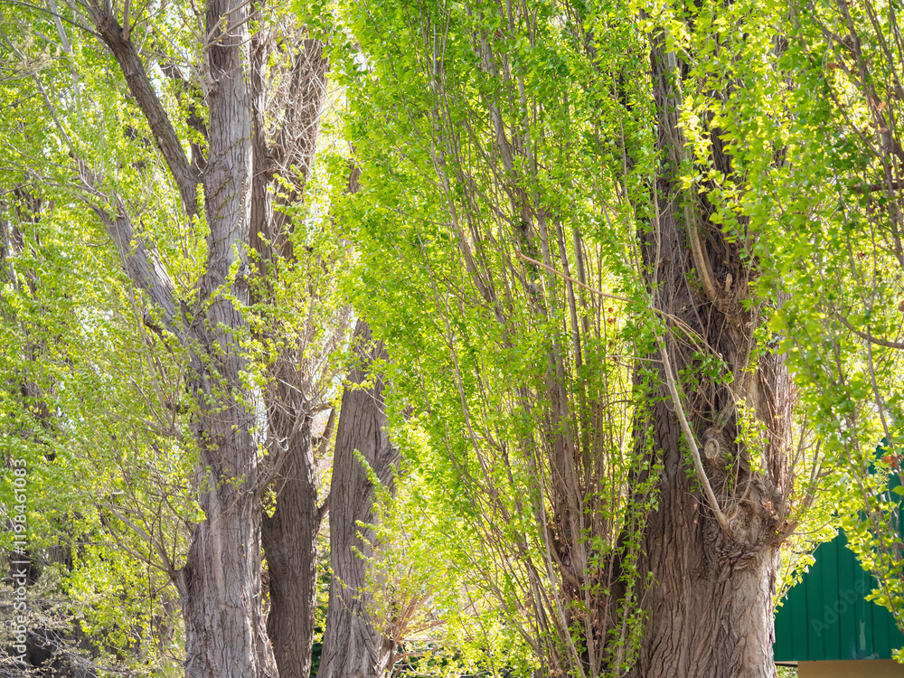 Obraz premium 春の風景。新緑が美しいポプラの街路樹。