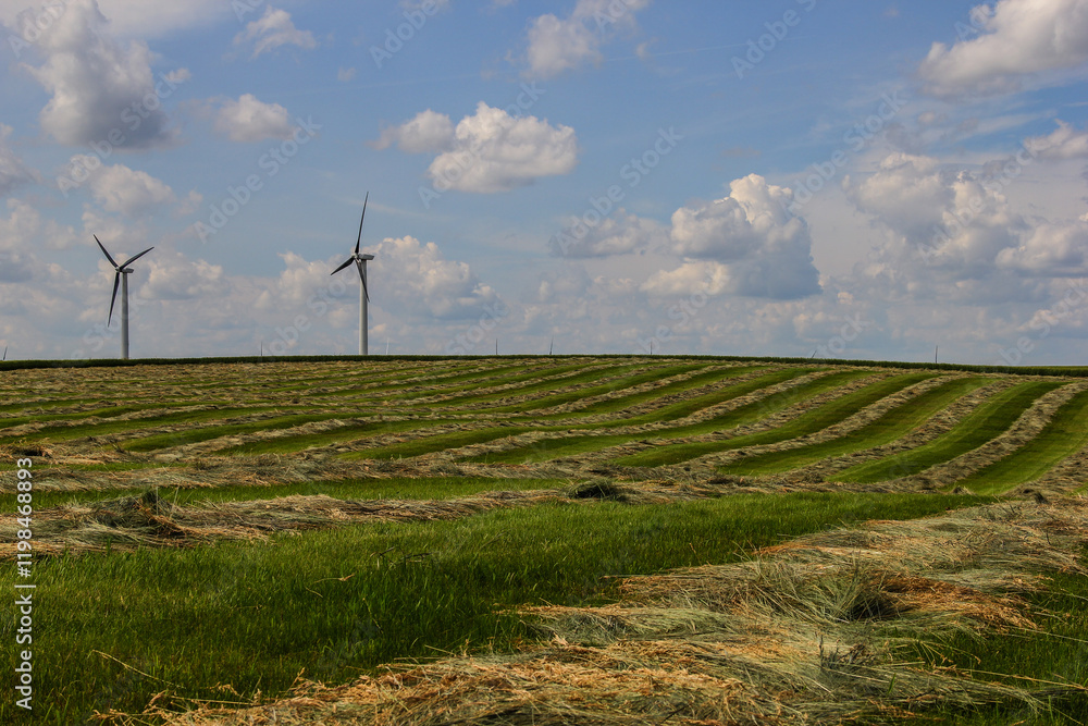 Fototapeta premium windrows of grass hay with wind turbines