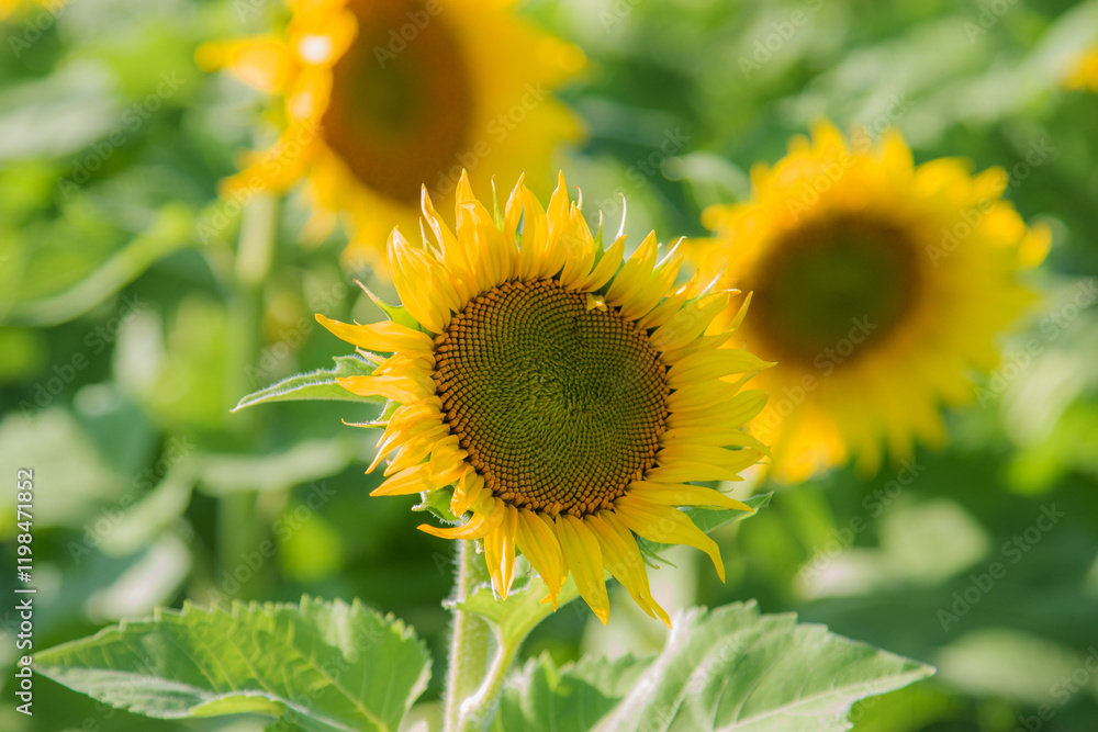 Naklejka premium blooming sunflowers