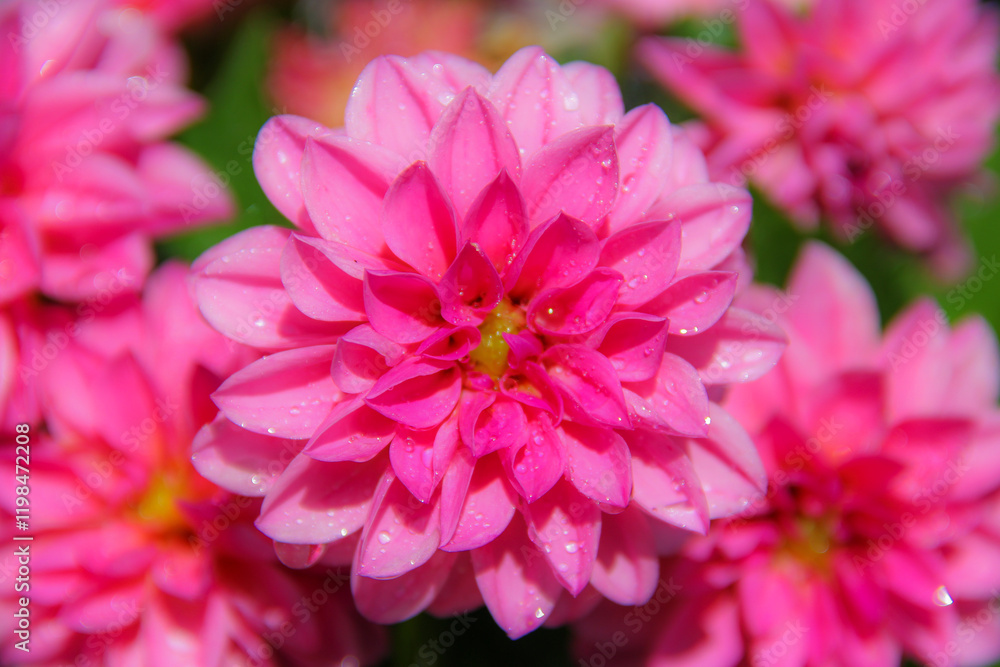 Fototapeta premium Close-up of pink mums.