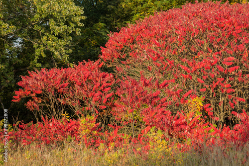 red sumac