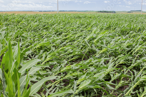 laid over corn after a wind storm photo