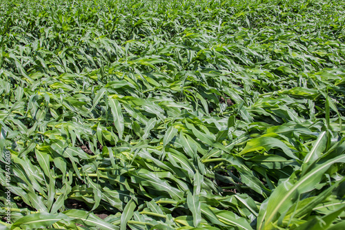 laid over corn after a wind storm