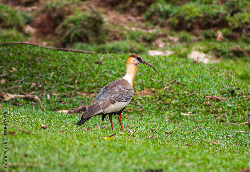 Naklejka premium grey crowned crane
