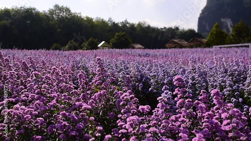 Wallpaper Mural Purple margaret flower garden farm, The margaret flower field in the garden with soft light at Thailand Torontodigital.ca