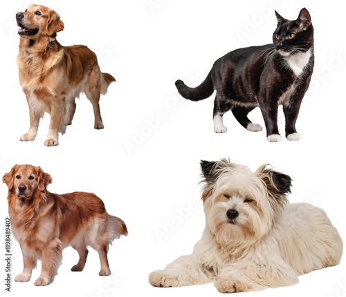 Playful Real Dog Collection: High-Quality PNG images for Pet Lovers and Design Projects