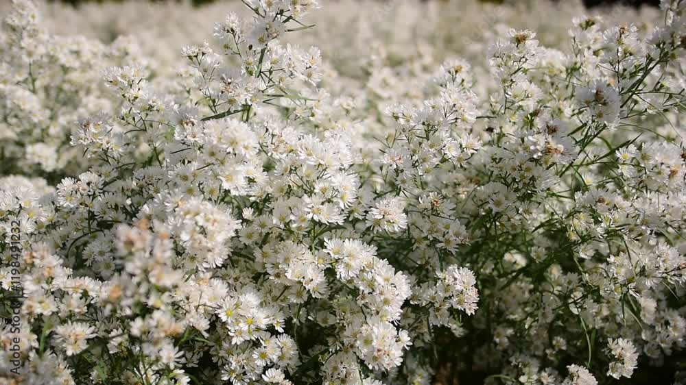 Beautiful white cutter flower blooming in the garden form, Thailand Beautiful white cutter flower blooming in the garden form, Thailand
