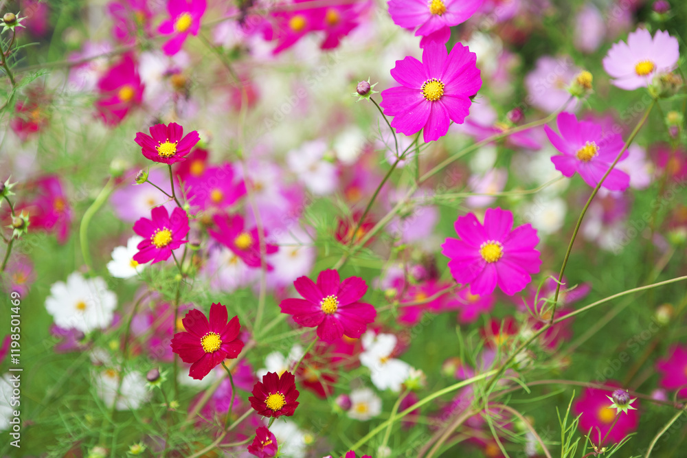 Obraz premium コスモス