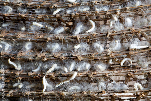 silkworm cocoon pupa pupae farm sericulture silk
