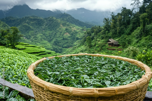 Darjeeling Tea