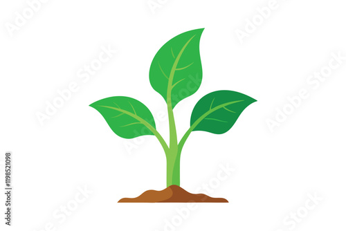 a green tobacco seedling