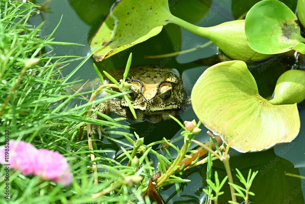 photo of a frog in a pond in the morning before noon
