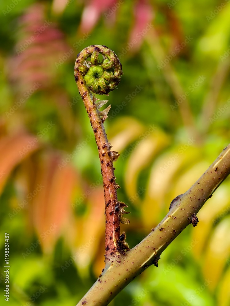 young kelakai plants that are still coiled young kelakai plants that are still coiled
