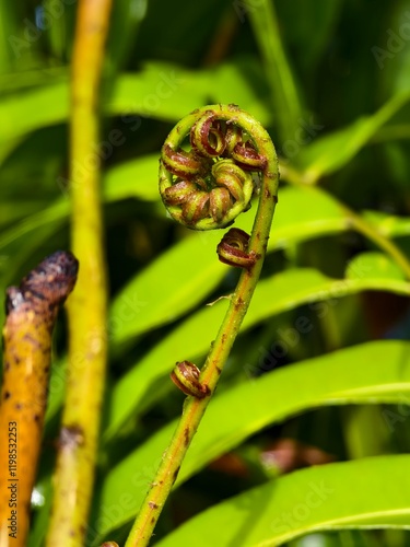 young kelakai plants that are still coiled photo