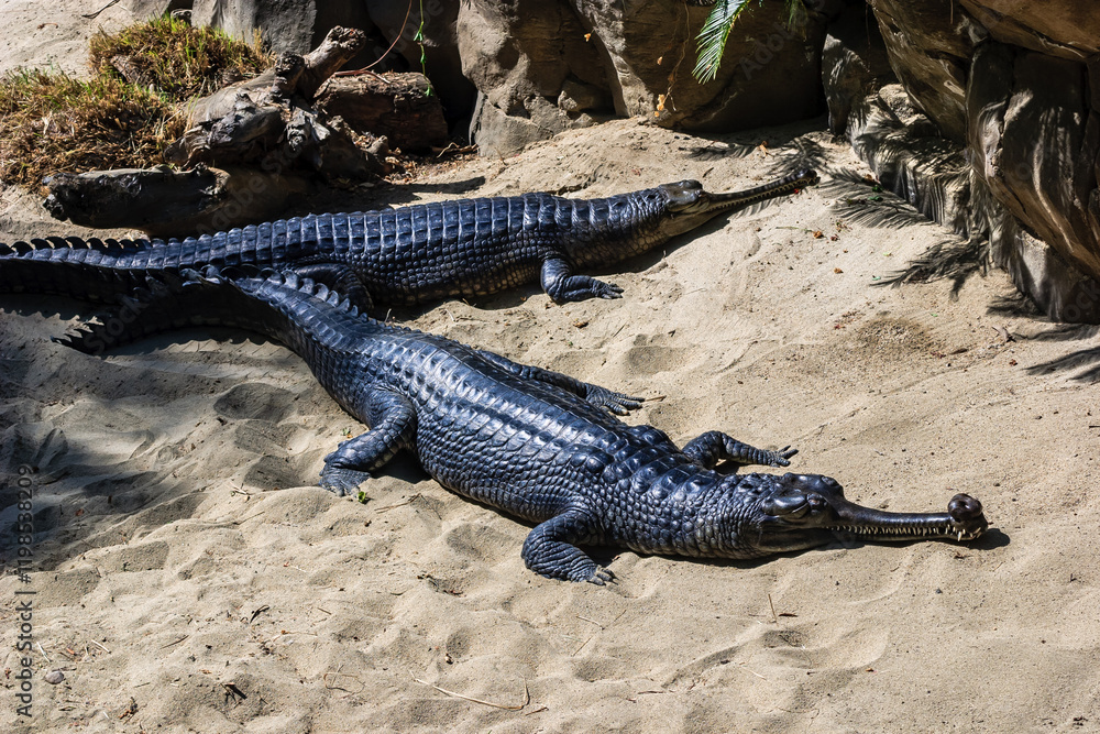 Fototapeta premium Two crocodiles laying on the sand