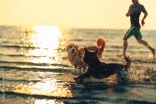 A dog is playing in the sea with its owner during sunset.