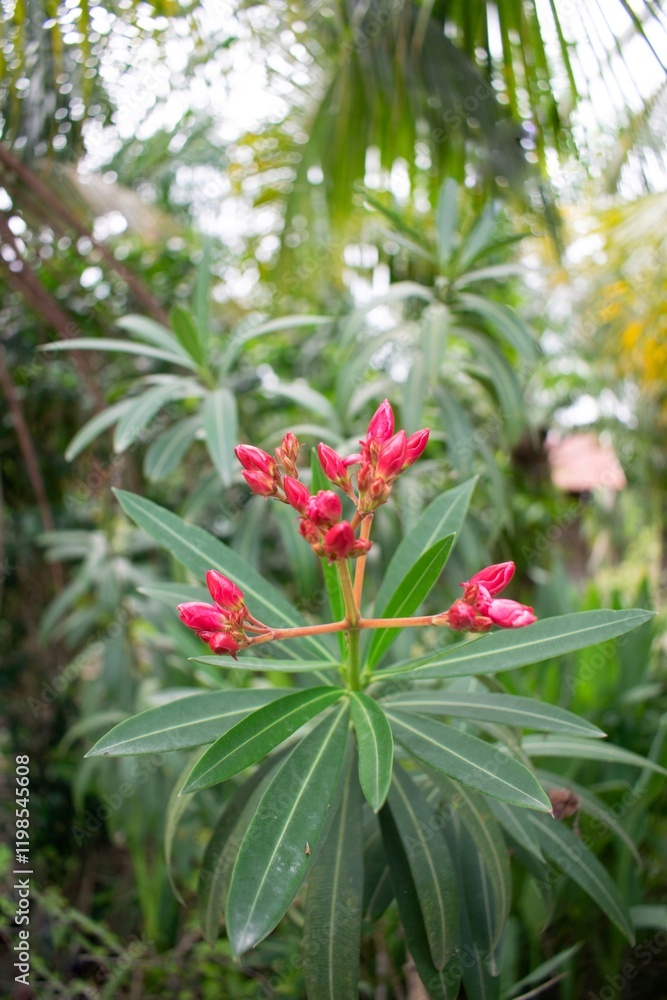 Oleander flowers that have not yet bloomed have a beautiful pink color. Oleander flowers that have not yet bloomed have a beautiful pink color.