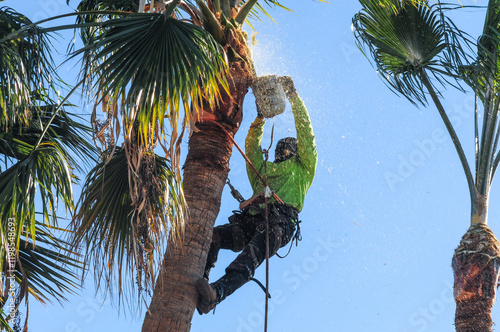 Foto Arborist in safety gear trimming a tall palm tree, surrounded by falling debris