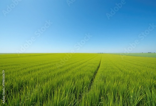 Expansive field of vibrant green wheat under a clear blue sky.