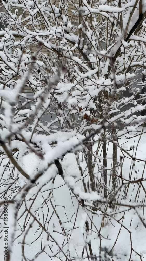 Close-up of a branch covered with snow against the background of a winter forest. High quality 4k footage Close-up of a branch covered with snow against the background of a winter forest. High quality 4k footage