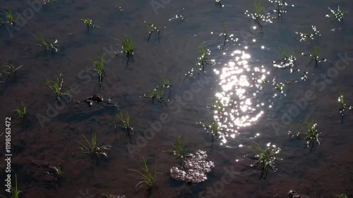 水田