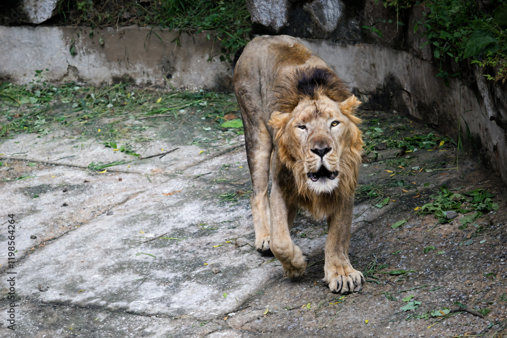 Male Lion Walking in Zoo Habitat with Closed Eyes. Close-Up of a Lion’s Intense Facial Expression Male Lion Walking in Zoo Habitat with Closed Eyes. Close-Up of a Lion’s Intense Facial Expression