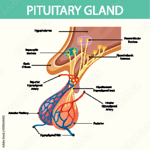 Anatomy of the Pituitary Gland