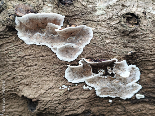 Mushrooms on dry wood, Shaped like half a plate. Wood fungus or ear fungus. Polyporus Trametes versicolor (Coriolus versicolor, Polyporus versicolor) beautiful natural mushroom texture. photo